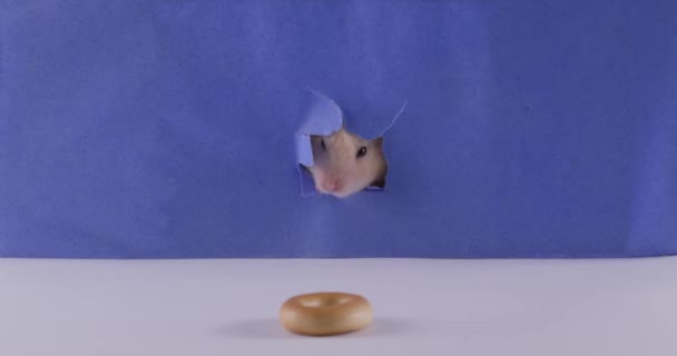 Schattige Hamster Probeert Smakelijke Bagel Nemen Verbergt Zich Een Blauw — Stockvideo