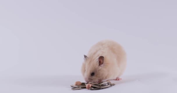 可爱的仓鼠喜欢吃美味的种子 用小爪抓起食物靠在白墙上 动辄抓食的家畜吃食 宠物狗 — 图库视频影像