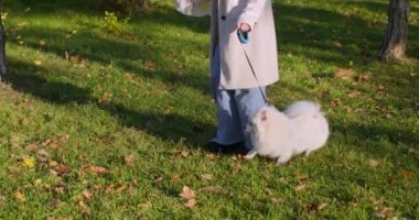 Young woman walking with fluffy dog collects dog poop among fallen leaves on autumn park lawn. Conscientious lady saves urban nature