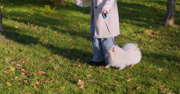 Mujer Joven Caminando Con Perro Esponjoso Recoge Caca Perro Entre — Vídeos de Stock