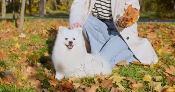 Podekscytowany Puszysty Pies Cieszy Się Pieszczotą Życzliwością Właścicielki Jesiennym Parku — Wideo stockowe