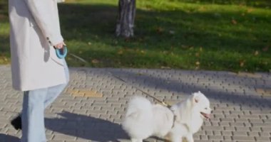 Kısa saçlı bayan, sonbahar parkında güneş ışığıyla aydınlatılmış tüylü köpeğini gezdirir. Beyaz evcil hayvan, parktaki kaldırımda kadın sahibiyle yürümeyi seviyor.