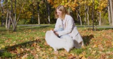 Genç bir kadın, güzel bir köpekle sonbahar parkında yürümekten hoşlanıyor. Sarı saçlı bayan, çimenlikte tüylü bir köpekle düşmüş sarı ve kırmızı yaprakları topluyor.