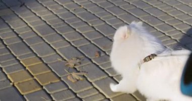Beyaz tüylü köpek günbatımında sonbahar parkında kaldırımda yürümekten hoşlanır. Evcil hayvan, sıcak sonbahar havasında sahibinin tasmasıyla yürümeyi sever.