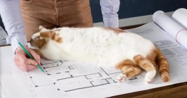 Mühendis kurşun kalem kullanarak çizim projesiyle ilgili notlar alıyor. Mimar, masa üzerinde bina planının yanında yatan komik beyaz-kırmızı kediyle oynar.