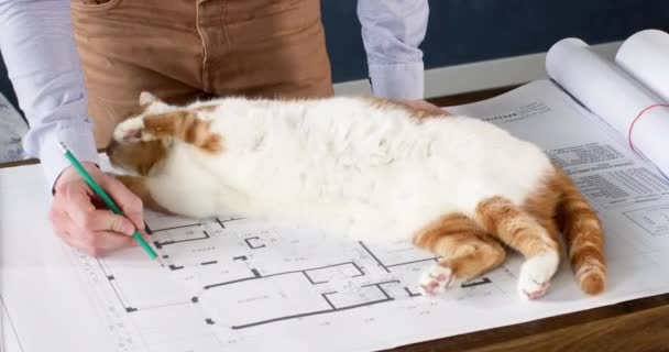エンジニアは鉛の鉛筆で描くプロジェクトについてメモを取ります 建築家はテーブルの上に計画を構築する上で近くに横たわって面白い白い猫と遊ぶ — ストック動画