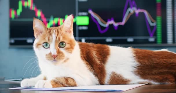 Flauschiges Haustier Liegt Auf Papierunterlagen Auf Holzschreibtisch Büro Bunte Katze — Stockvideo