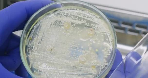 Laboratuvarcı Laboratuarda Biyomateryal Numunesiyle Petri Kabını Yakın Planda Açar Laboratuvar — Stok video