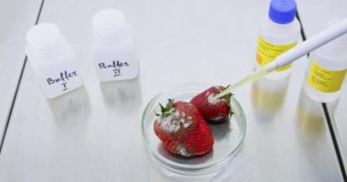 Bilimadamları çürük çileklere reaktör damlatarak sorunu belirliyor. Bu da yakın çekime neden oluyor. Biyolog tarım küflü bitkileri test etmek için kimyasallar kullanıyor.