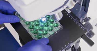 Teknisyenler laboratuvar görüntülerinde yeşil sıvıyla kaplama paletini mikroskop altında taşıyorlar. Sıvı örnekleri araştırılıyor