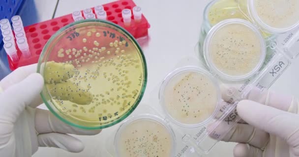 Teknolog Menentukan Jenis Bakteri Yang Membandingkan Koloni Dengan Sampel Laboratorium — Stok Video
