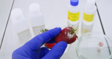 Teknisyen, laboratuarda çürük çilek ve cam kaydırağın kalıbını karşılaştırdı. Biyolog, ekili bitki hasadı gibi tehlikeli hastalıklar üzerinde çalışıyor.