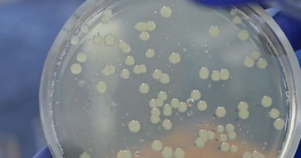 Bakterienkolonien Die Auf Einem Agar Teller Petrischalen Großaufnahme Leben Laborassistenten — Stockvideo