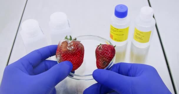 Βοηθός Εργαστηρίου Ερευνά Σαπισμένες Φράουλες Στο Κοντινό Πλάνο Εργασίας Βιοχημικός — Αρχείο Βίντεο