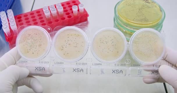 Tudósok Kísérleteket Végeznek Különböző Környezetben Élő Baktériumokkal Laboratórium Közelségében Mikroorganizmusok — Stock videók