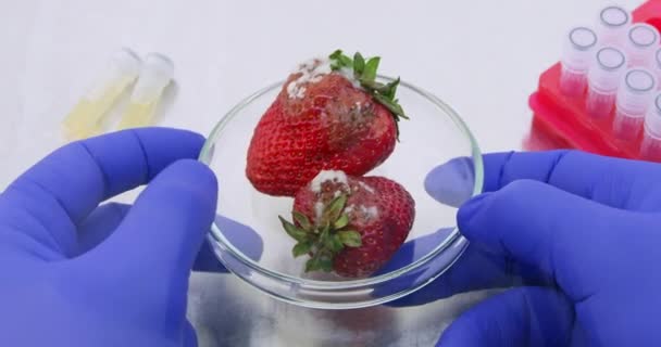 Βιοχημικός Εξετάζει Φράουλες Καταστραφεί Από Rottenness Περιστρεφόμενο Τρυβλίο Petri Πάνω — Αρχείο Βίντεο