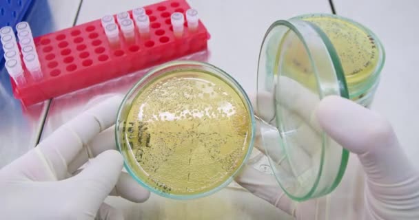 Biologe Überprüft Bakterienkolonien Petrischalen Aus Nächster Nähe Wissenschaftler Latexhandschuhen Kontrolliert — Stockvideo