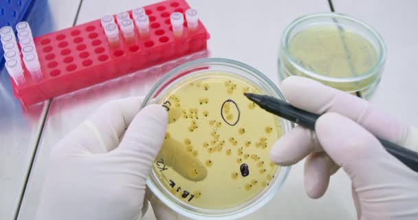 Лаборант Отмечает Заметки Возле Колоний Бактерий Растущих Различными Способами Медицинском — стоковое видео