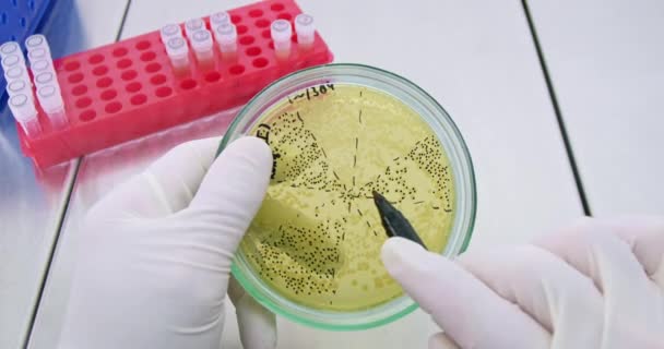 Biotechnológus Baktériumkolóniákat Vizsgál Petri Csészében Megjelölt Szegmensek Közelségével Laboratóriumi Dolgozó — Stock videók