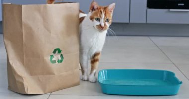 Kedi boş çöp tepsisiyle çanta çalışma ortamının arasında duruyor. İlgilenen kırmızı ve beyaz hayvan, uzaklaşmaya başladıktan sonra etraftaki şeyleri dikkatle inceliyor.
