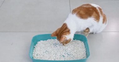 Adam kedilerin dikkatini çekmek için nazikçe tepsiye koydu. Hayvan, çöp kutusundan çıkan lezzetli yiyecekleri dikkatle inceler. Kitty zevkle yer.