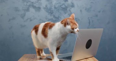 Benekli kedi dizüstü bilgisayarın köşesine sürtünüyor. Meraklı kedi masadaki taşınabilir bilgisayara nazikçe dokunuyor tatmin edici bir şekilde esniyor.