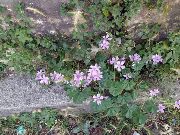 岩の中で成長する紫色の自然花 — ストック写真