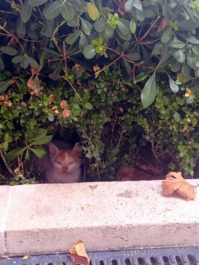 Cute Cat Hidden in Leafs