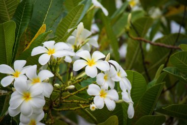 Yeşil yapraklı beyaz Frangipani çiçeği Plumeria alba