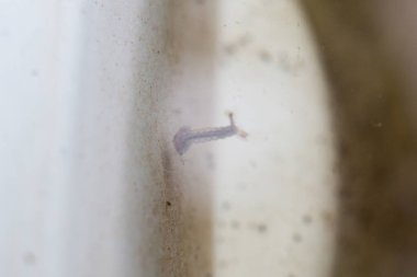 Durgun suda sivrisinek larvaları yaklaşıyor.