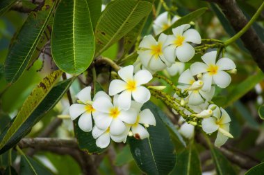 Yeşil yapraklı beyaz Frangipani çiçeği Plumeria alba