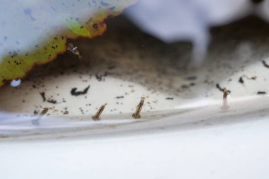 Durgun suda sivrisinek larvaları yaklaşıyor.
