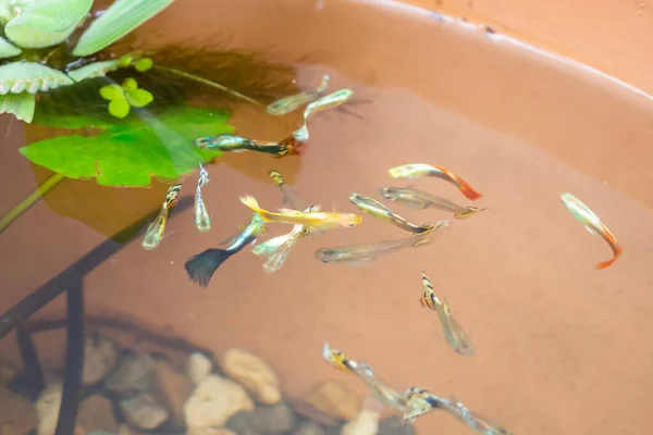 蓮の池で魚をグッピー — ストック写真