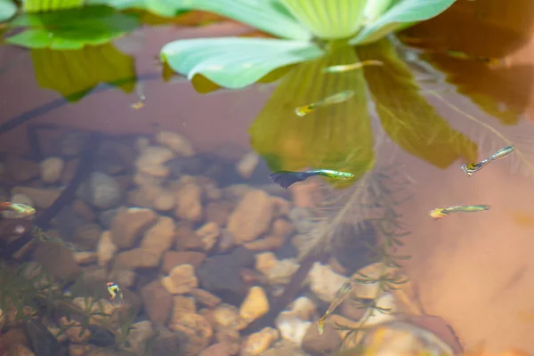 Guppy Balık Lotus Gölet — Stok fotoğraf