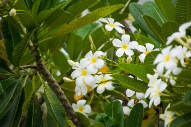 Yeşil yapraklı beyaz Frangipani çiçeği Plumeria alba
