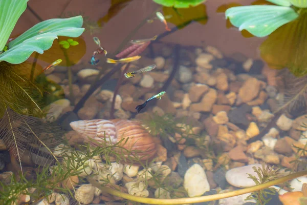 Guppy Balık Lotus Gölet — Stok fotoğraf
