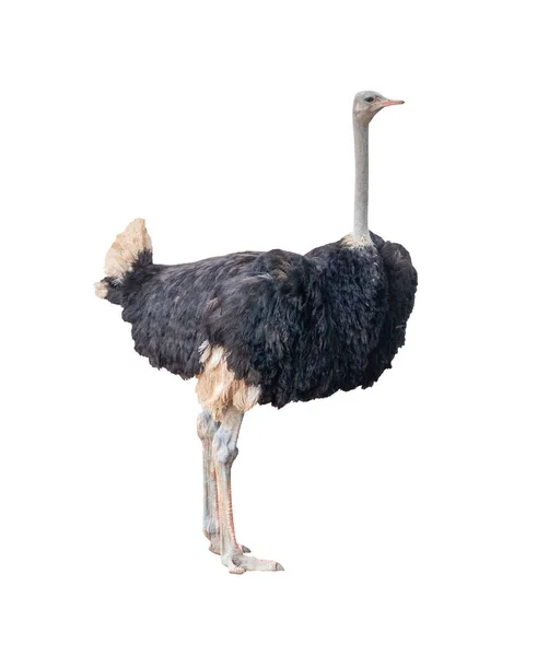Ostrich Isolated White Background — Stock Photo, Image
