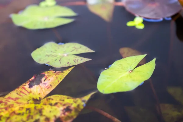 Lotusblätter Hautnah Teich — Stockfoto