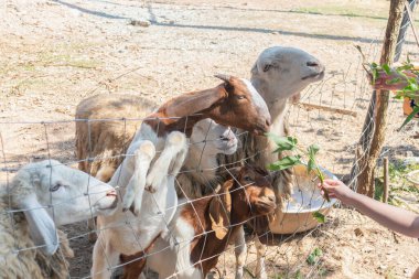 Çiftlikte taze yeşil otlarla koyunları beslemek