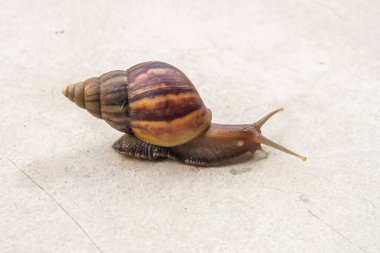 big helix snail on concrete floor close up