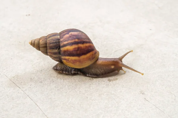 Big Helix Snail Concrete Floor Close — Fotografia de Stock