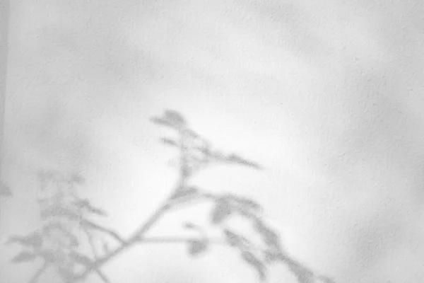 Абстрактное Натуральное Дерево Оставляет Тень Белом Фоне Стены — стоковое фото