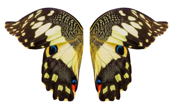 Крила Метелика Ізольовані Білому Тлі — стокове фото