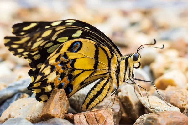 Zblízka Žlutý Motýl — Stock fotografie
