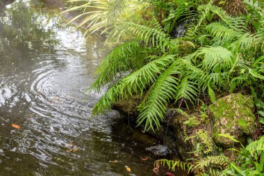 Güzel tropikal bahçe göleti