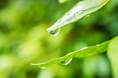 Yeşil yaprağa düşen yağmur suyu doğal arkaplanı kapatır