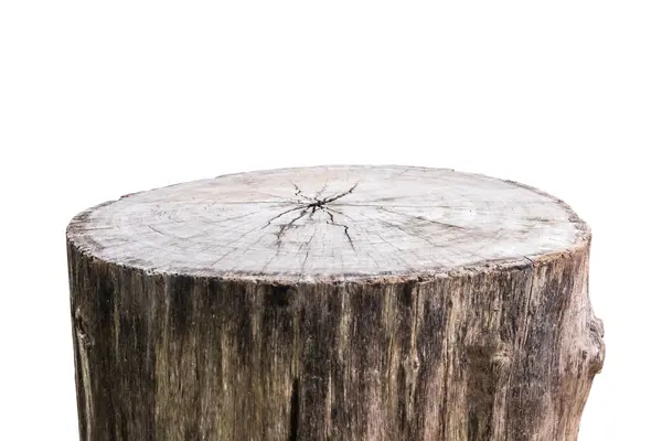Tunggul Pohon Terisolasi Latar Belakang Putih Stok Foto