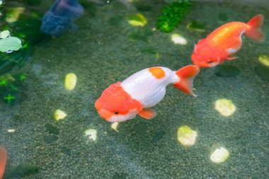 Akvaryum balık havuzunda Japon balığı. Yaklaş.