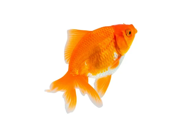 Oranda Goldfish Isolated White Background Close Royalty Free Stock Photos