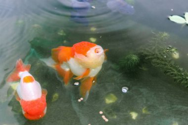 Akvaryum balık havuzunda Japon balığı. Yaklaş.